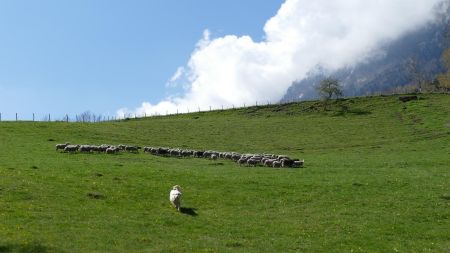 Autre type de rencontre (heureusement il y a avait une cloture entre le patou et la photographe !).