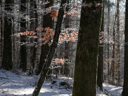 Encore un décor éclairé en contre-jour, avec des flocons qui voltigent. Avec la baisse de résolution à 1200x900, on voit moins de flocons mais ça rend encore bien.