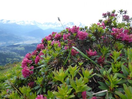 Rhododendrons