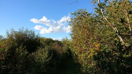 Bois de Mérode.