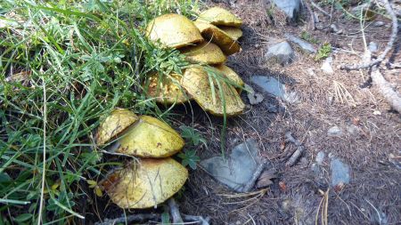 Champignons en forêt