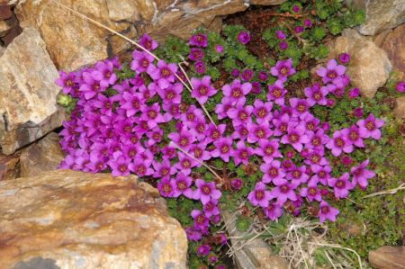 Quelques fleurs d’altitude