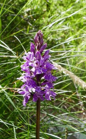 Orchis tacheté.