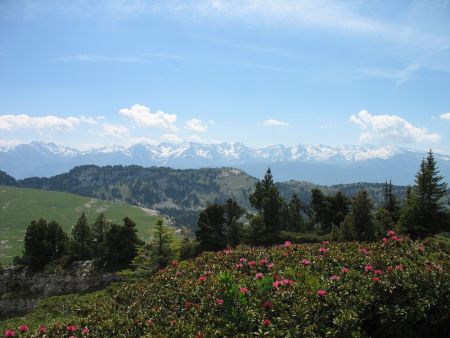 Rhododendrons sur fond de Chaîne de Belledonne