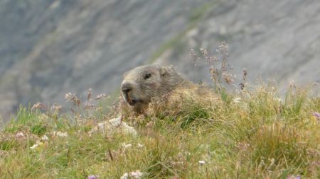 Et toujours une marmotte