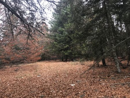 Parcours en forêt