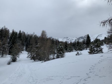  Le Pic de Bure (derrière le grand mélèze).