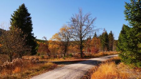 La première bifurcation à ne pas rater (balise sur l’arbre au centre, non visible dans le sens de la marche) : on vient de la droite, on continue vers la gauche.