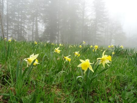 Jonquilles