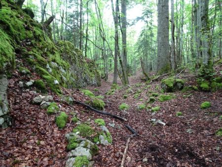 En forêt vers le sommet