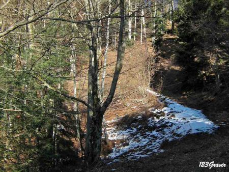 Montée en forêt