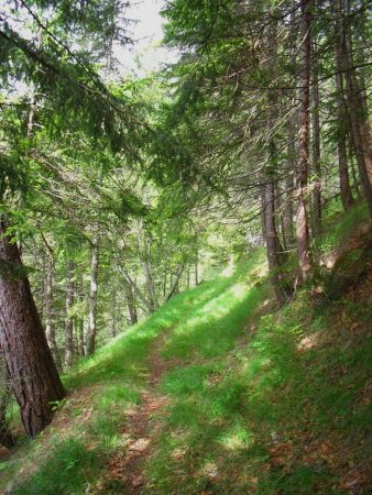 Dans le Bois de la Grasonnière.