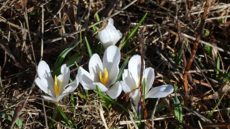 Crocus