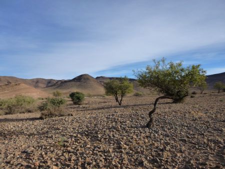 Arbre tordu dans le rétro