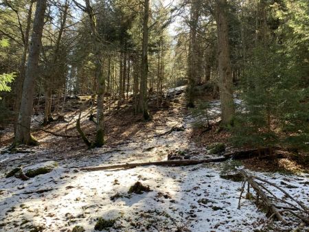 Forêt fraîchement saupoudrée