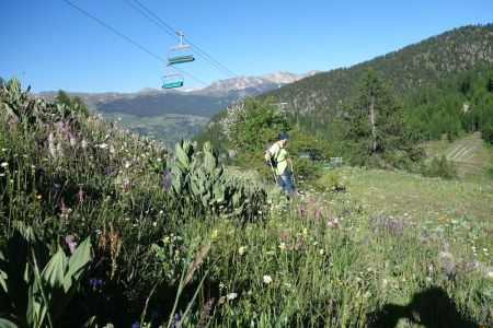 Sur le chemin du retour et sur les chemins botaniques au dessus de Fréjus de magnifiques fleurs