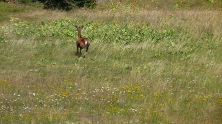 Un chevreuil en fuite