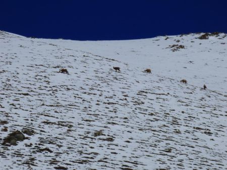 La harde de Chamois 