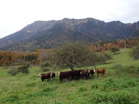 La Dent de Cons