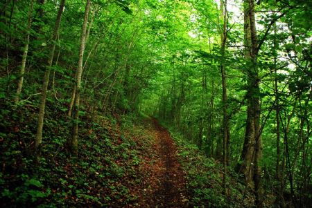 Sente en forêt en direction du plateau du Nebelhöhle (juillet 2017)