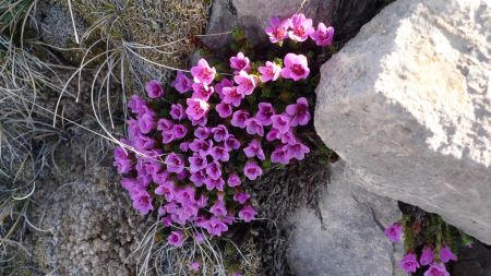 Fleurs de montagne... saxifrage.