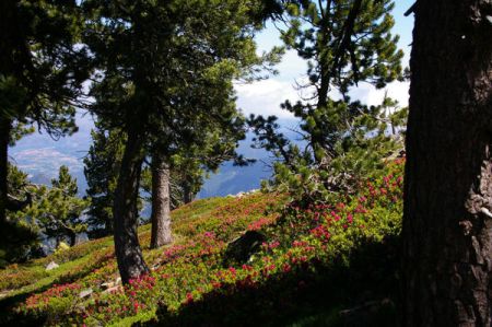 La forêt de pins et de rhododendrons sous la Mener de l’Or