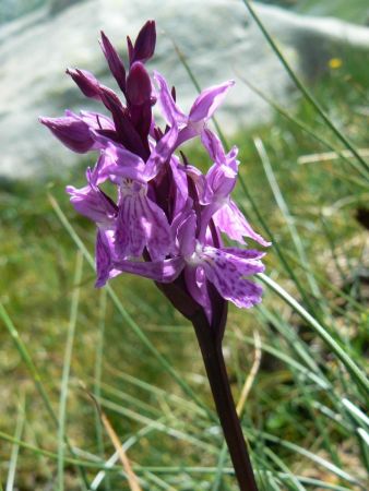 Dactylorhiza savogiensis