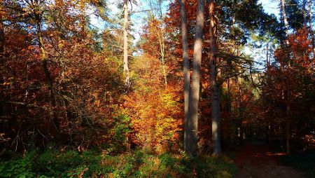 Dans la forêt