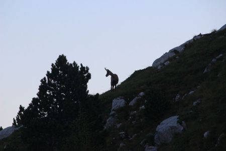 Chamois en ombres chinoises