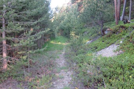 Débouché sur un sentier envahi par la végétation