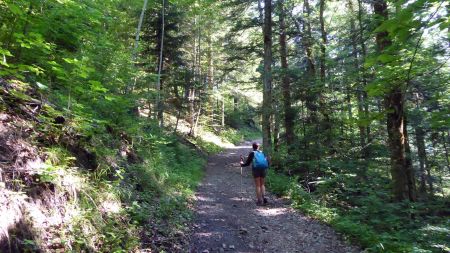 Sur le chemin du gros fayard