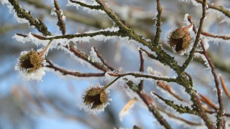 Zoom sur quelques faînes, encore accrochées aux branches du superbe hêtre, sur fond de ciel bleu.