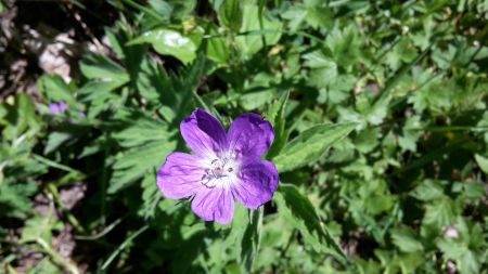 Géranium des bois.