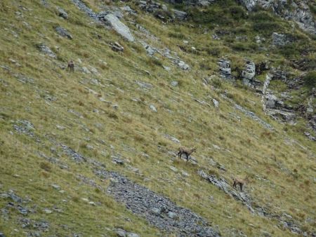 Quelques chamois dans la face opposée