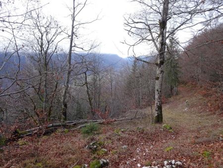 Dans le Bois de Tioule