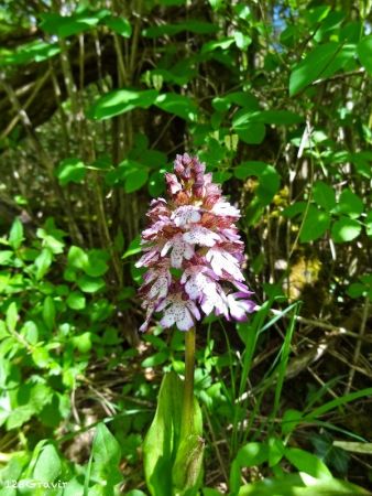 Orchis pourpre (Orchis purpurea)