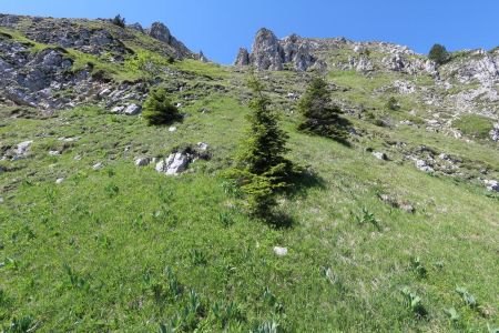 Le couloir herbeux.