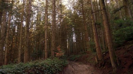 Dans la forêt.