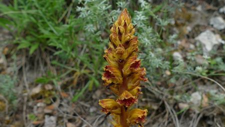 Orobanche grêle.