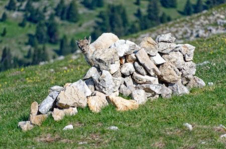 Jeune bouquetin jouant à cache-cache