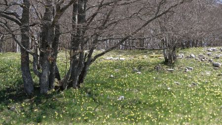 La prairie étoilée