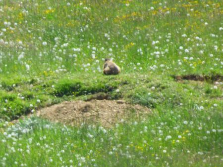 La marmotte du Puy de Manse