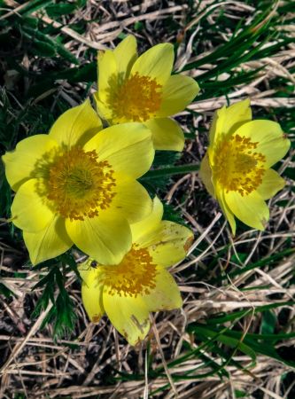 anemones