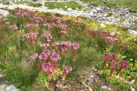 En descendant vers le sentier italien : extraordinaires joubarbes