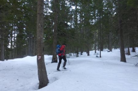 Dans la forêt