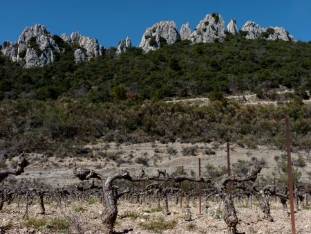 Vignes et dentelles