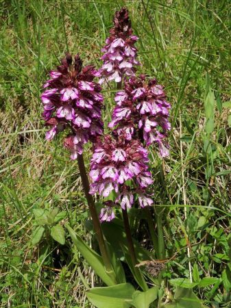 Orchis pourpres