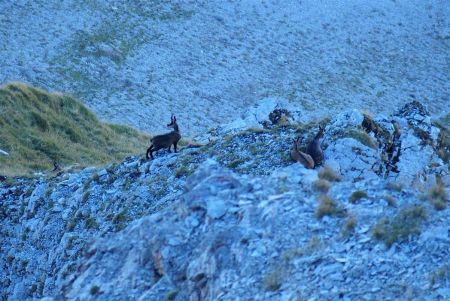 Ce qui ne semble pas perturber les chamois