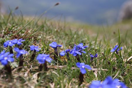 Petites gentianes