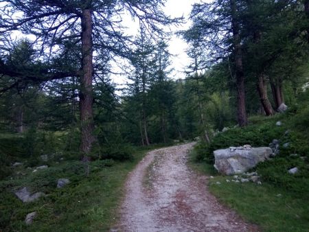 Montée très douce dans le Vallon de Salèse...